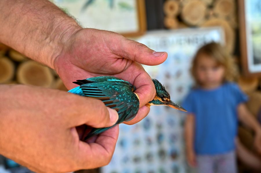 Kubánova výsadba - návšteva ornitológa, Piešťany - Sĺňava Autor: Martin Palkovič