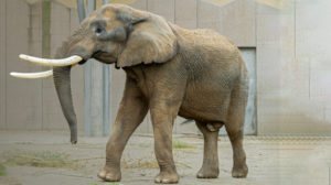 Do ZOO Bojnice pribudol samec slona afrického Tembo. Zdroj: ZOO Bojnice